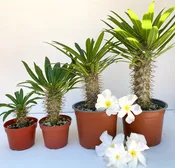 Pachypodium ramosum – Rare Dwarf Madagascar Palm | Caudiciform Succulent Grown in Elfin Forest, California