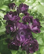 Burgundy Iceberg — Weeks Roses
