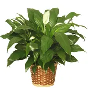 Modern Spathiphyllum Plant by BloomNation™