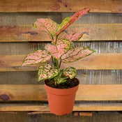 Aglaonema Lady Valentine
