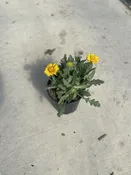 Blanket Flower, Arizona Apricot #1