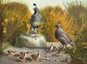 Clara Ellis (19th Century) — Rebecca's Antiques and Fine Art