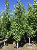 Acer rubrum 'Armstrong Gold'