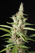 Mass Medical Strains - Ketchup Haze