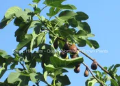 Fig Trees - 14 Varieties - Mix and Match - Free Shipping
