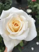 Lemon Spice — K and M Nursery