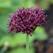 Allium Atropurpureum