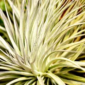 Air Plants