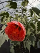 Abutilon x Savitzii (Flowering Maple)