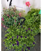 ANNUAL PLANTER