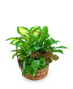 MEDIUM DISH GARDEN