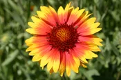 Blanketflower – Indian Perennial