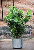 Dracaena Reflexa