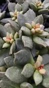 Adromischus