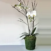 Blooming Orchid in Mossed Pot