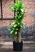 'Corn Plant' Mass Cane