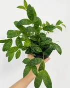 Aeschynanthus longicaulis 'Black Pagoda' (Lipstick Plant)