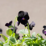 Viola Sorbet Black Delight 6 Pack