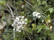 Allium canadense (Wild Onion) SKU-ALLCAN