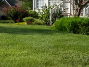 Elite Tall Fescue Sod