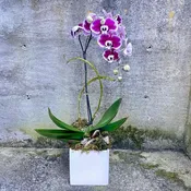 Color Phalaenopsis Orchid Plant
