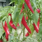 Garden Salsa Pepper | Two Live Garden Plants | Non-GMO, Medium Heat