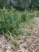 Egyptian Walking Onions