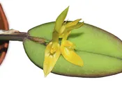 Acianthera equatoriana
