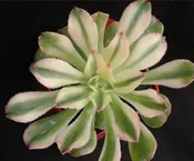 AEONIUM ARBOREUM V. ALBOVARIEGATUS
