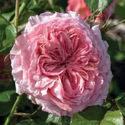 Ball Gown Romantica