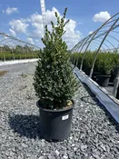 Buxus x ‘Green Mountain' — Shreckhise Nurseries