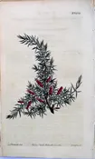 1439 (Astoloma) The Botanical Magazine. London, 1812.