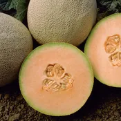 Honey Rock Cantaloupe Melon