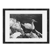 Duck Framed Print — Battery Specialists of Hawai'i