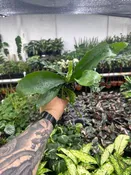 Platycerium bifurcatum "Staghorn Fern"