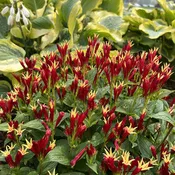 'Apple Slices' Spigelia