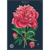 Botany Study Vintage Poster
