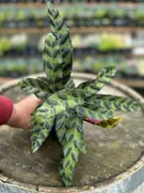 Calathea lancifolia ‘Rattlesnake’ 4″