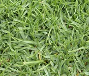Agrostis pallens, West Coast Bentgrass