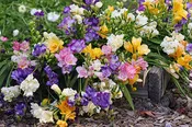 Freesia Bulbs - Freesia Watercolor Mixed Doubles