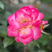 Candy Cane Cocktail™ Potted Rose Bush