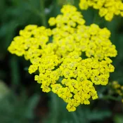 Achillea millefolium 'Sassy Summer Lemon' (Yarrow)