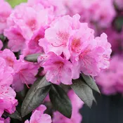 Black Hat® Rhododendron