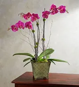 ALLURING MAGENTA ORCHID GARDEN