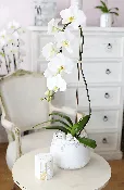 CALABASAS ELYSIAN WHITE ORCHID