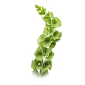 Bells of Ireland 10 stem bu