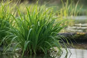 Acorus americanus - Sweetflag