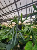 6″ Staghorn Fern