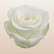 Alba Roses