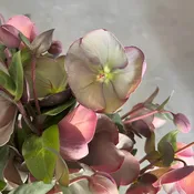 Mauve Antique Helleborus